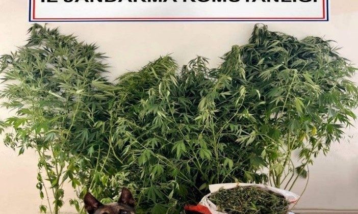 Jandarmanın uyuşturucu operasyonunda 24 kök kenevir, 2,5 kilo esrar ele geçirildi