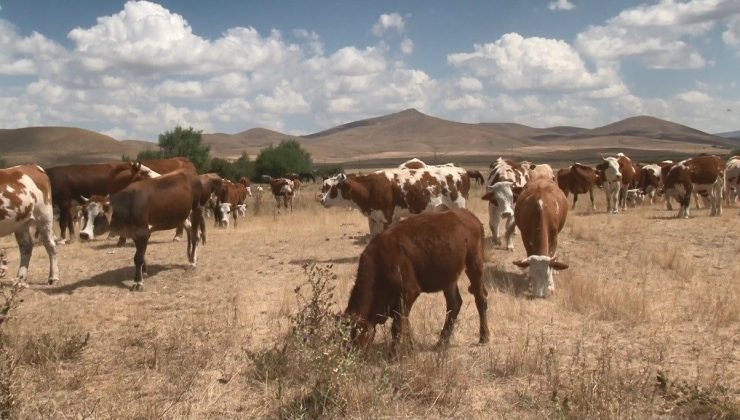Kars’ta şap hastalığı geçti, hayvanlar yeniden meralara döndü