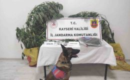 Kayseri’de 7 kök kenevir ele geçirildi: 1 gözaltı