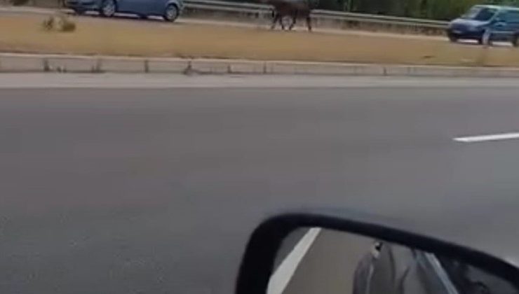 Kesime götürülürken kaçan boğa trafiğe çıktı