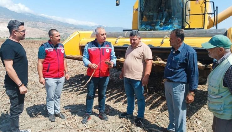 Kırıkhan’da ayçiçeği hasadı başladı