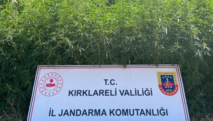 Kırklareli’nde 754 bin kök Hint keneviri ele geçirildi
