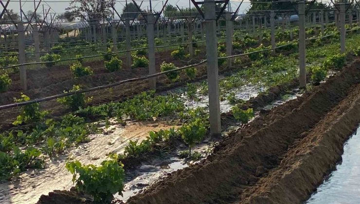 Kışlık sebzeler toprakla buluşmaya başladı