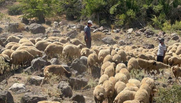 Koyun sürüsüne kurt ve ayı saldırdı, 20 kuzu telef oldu
