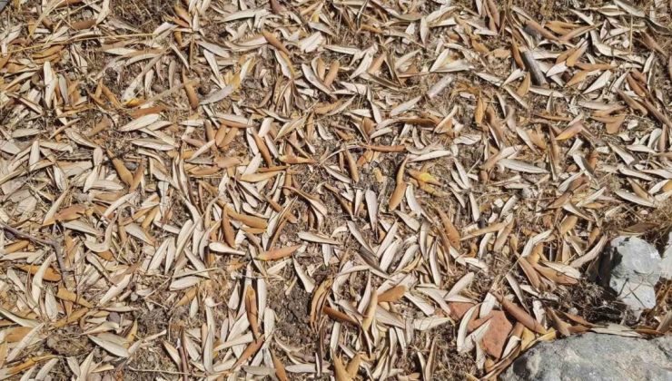 Kuraklık zeytin ağaçlarını verim ve kalitede vurdu