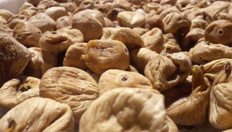 Kuru incir üretiminde aflatoksinle mücadele için üreticilere 19 bin kerevet dağıtıldı
