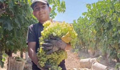 Manisa’da 7 kilo 250 gramlık üzüm salkımı