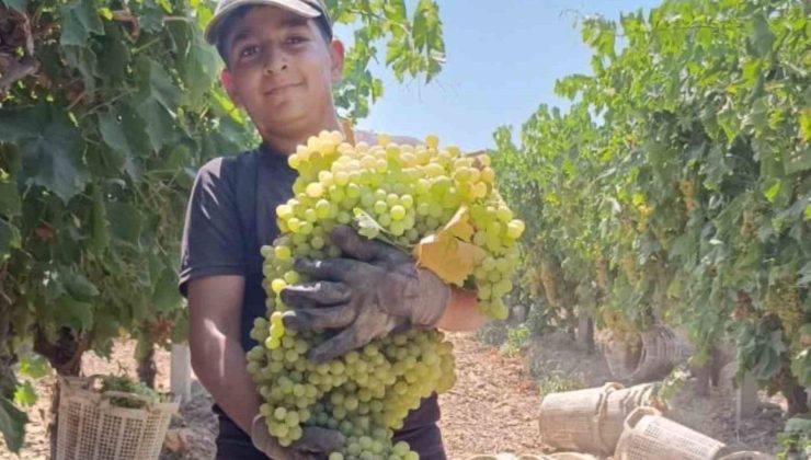 Manisa’da 7 kilo 250 gramlık üzüm salkımı