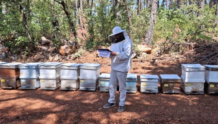 Menteşe’de 2025 arılı kovan destekleme tespitleri başladı
