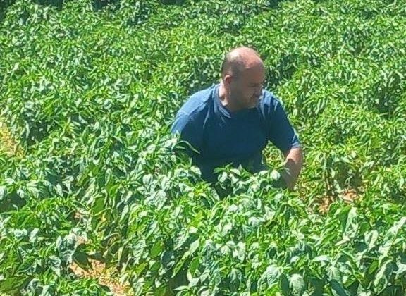 Menteşe’de hasat öncesi numune alımları sürüyor