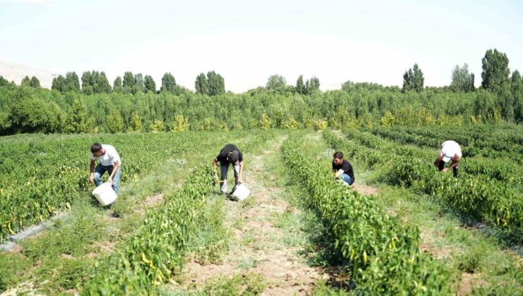 Muş’ta 40 derece sıcakta “kurutmalık sebze” mesaisi