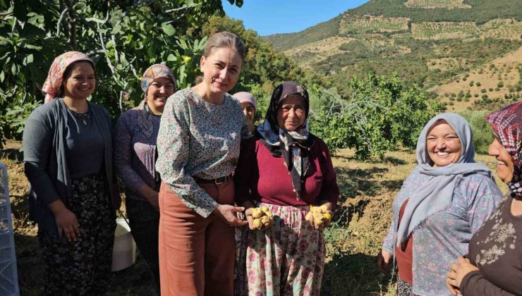 Nazilli Kaymakamı Kan’dan incir hasadına katıldı