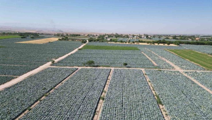 Niğde’de beyaz lahana hasadı başladı: Ata tohumunun bereketi tarlalarda