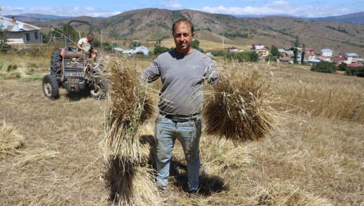 Ordu’da ‘alım garantili’ siyez buğdayında üretim bin 500 kat arttı