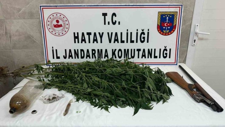 Payas’ta evinin bahçesinde hint keneviri yetiştiren şahıs yakayı ele verdi