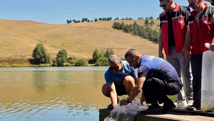 Perşembe Yaylası Göleti’ne 14 bin 240 sazan balığı bırakıldı
