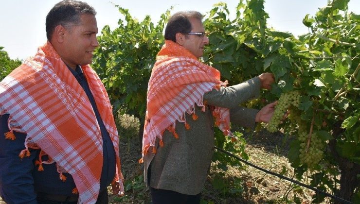 Salihli Kaymakamı Güldoğan üzüm hasadı yaptı