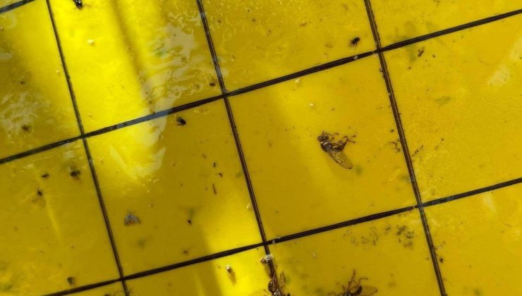 Salihli’de üreticiler ‘zeytin sineği’ne karşı bir kez daha uyarıldı