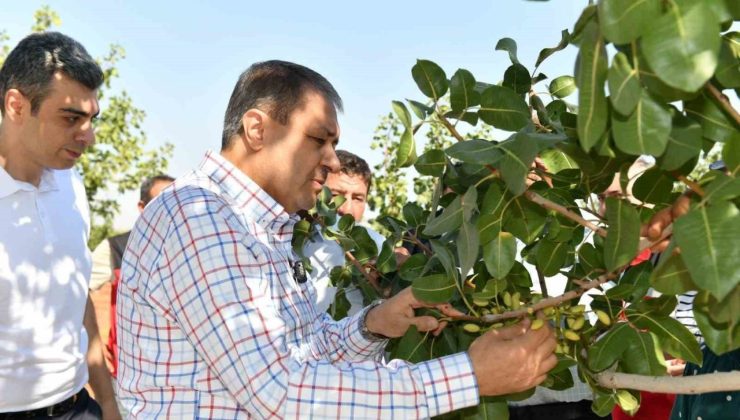 Şanlıurfa’da boz fıstık hasadı başladı