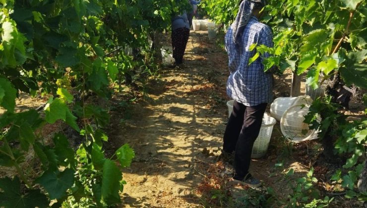 Sarıgöl’de üzüm hasadı başladı