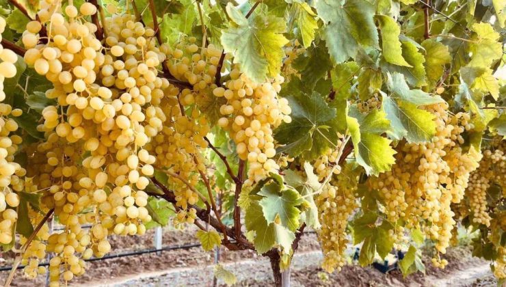 Sarıgöl’ün altın sarısı Sultaniye üzümleri sofralara ulaştırılıyor
