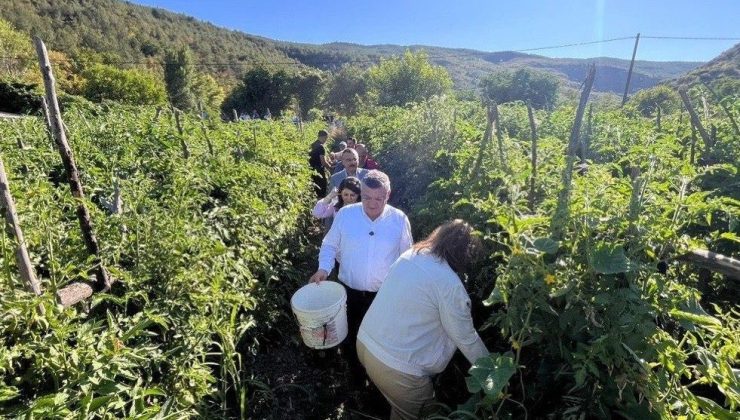 Sinop’ta coğrafi işaretli Gazidere domatesinde hasat başladı