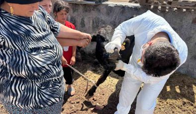 Şırnak’ta şap hastalığına karşı seferberlik