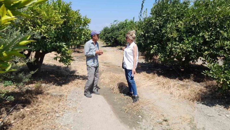 Söke’de narenciye bahçeleri kontrol edildi