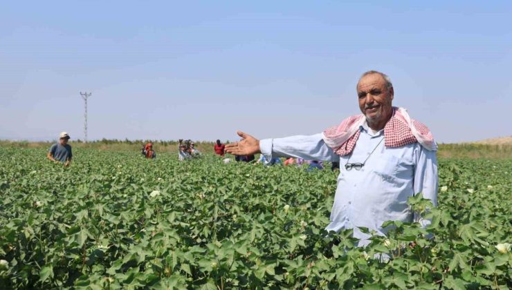 Tarım işçileri, 45 dereceyi aşan sıcakta 650 TL yevmiyeyle  pamuk tarlasında zorlu mesai sürdürüyorlar