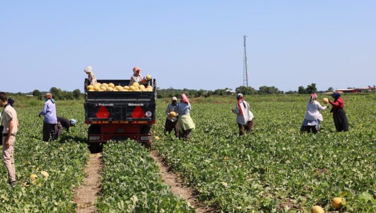 Tarımda planlama eksikliği fiyatları vurdu: Karpuz tarlada 2, markette 8,5 TL