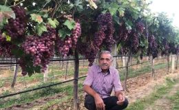 TARİŞ’in açıkladığı üzüm fiyatına tepki