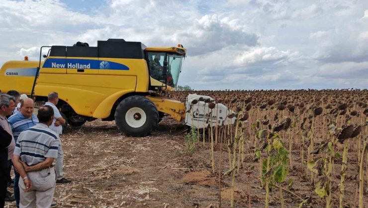 Tekirdağ’da anıza ekim ayçiçeği projesinde tarla günü düzenlendi