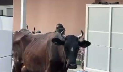 Tekirdağ’da hastaneye gelen inek gülümsetti