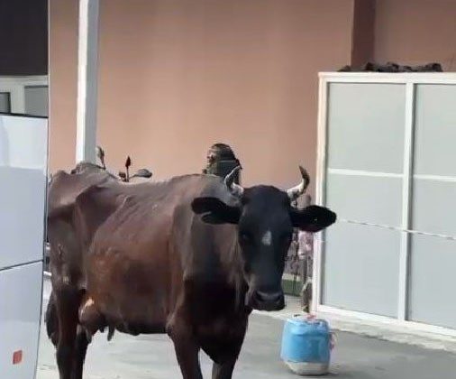 Tekirdağ’da hastaneye gelen inek gülümsetti