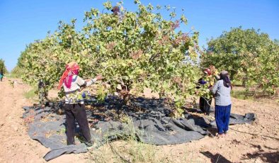 TİGEM’de fıstık hasadı başladı