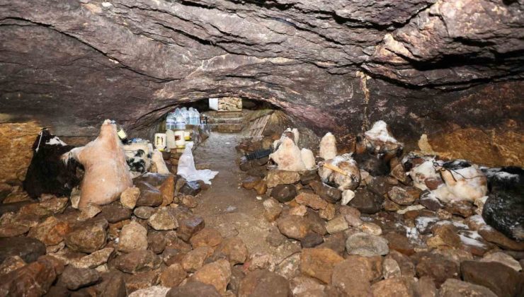 Tulum peynirinin mağaradaki lezzet yolculuğu devam ediyor