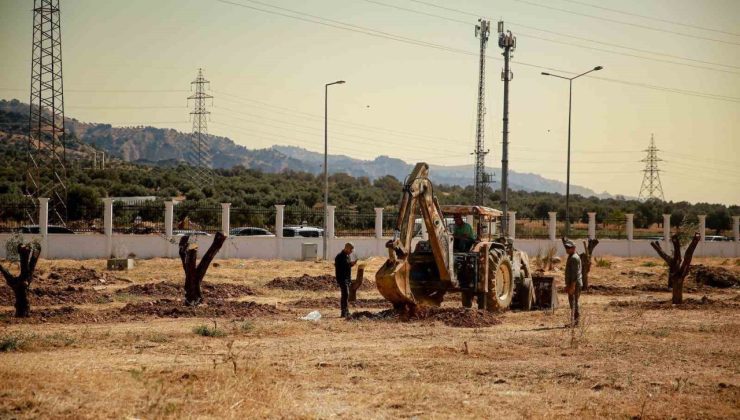 Üniversite kampüsündeki 6 tarihi zeytin ağacı yeni yerlerine taşındı