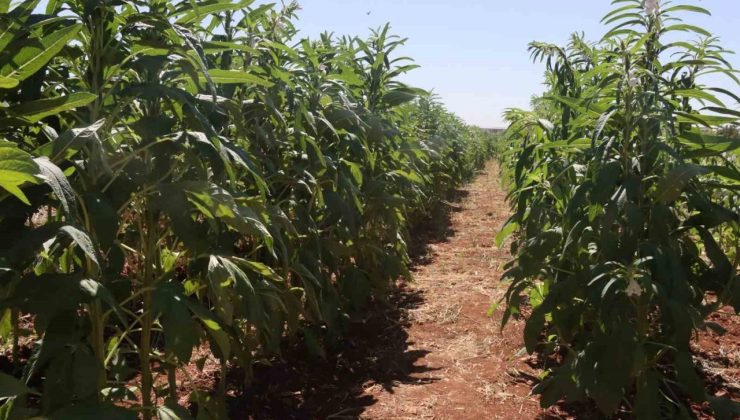 Urfa susamı yeniden tezgahlara inecek