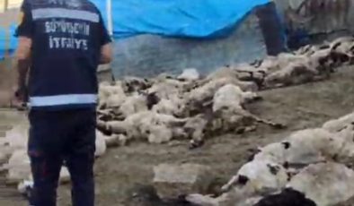 Van’da kurt saldırısı: 111 koyun telef oldu