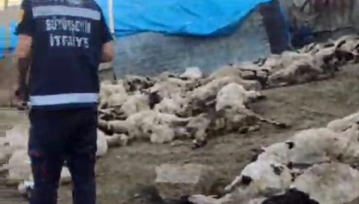 Van’da kurt saldırısı: 111 koyun telef oldu