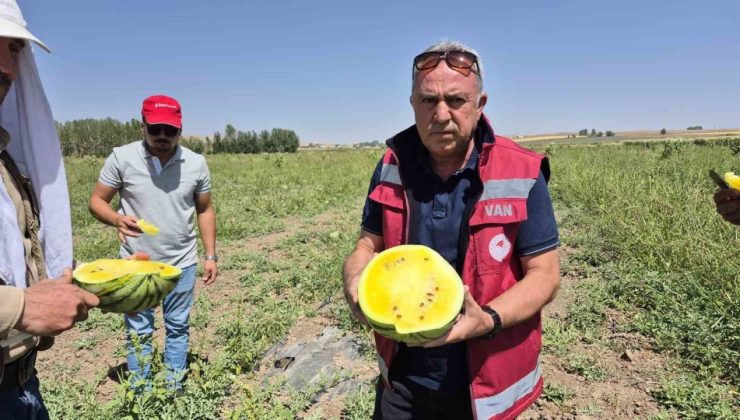Van’da sarı karpuz dönemi başladı