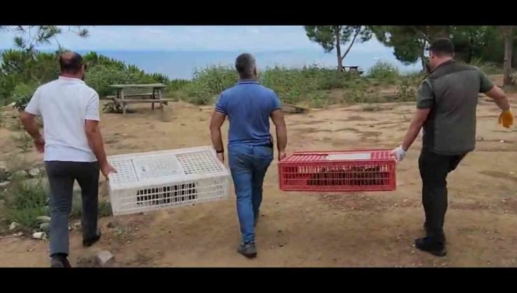 Yalova Esenköy’de 100 kınalı keklik doğaya salındı
