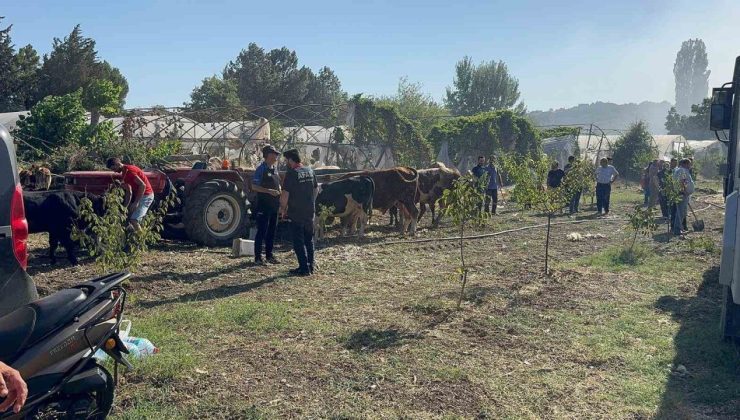 Yalova’da büyükbaş hayvanlar alevlerden son anda kurtarıldı