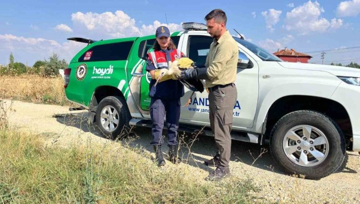 Yaralı leyleğin imdadına jandarma yetişti