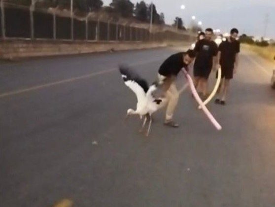 Yaralı leylek duyarlı vatandaşlarca kurtarıldı
