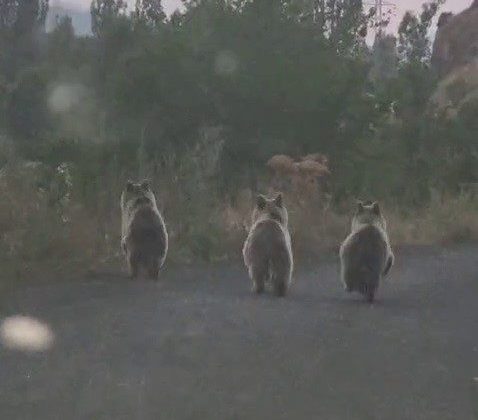 Yavru ayılar otomobile yol vermedi