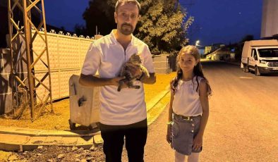 Yüksekova’da baba-kız yaralı kediyi hayata döndürdü
