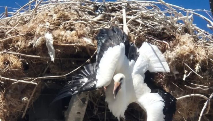 Yuvasına takılı kalan leylek böyle kurtarıldı