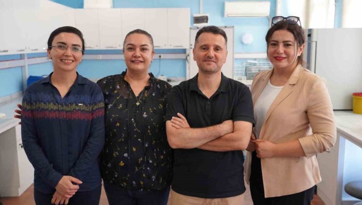 Zeytin yaprağında bulunan güçlü antioksidan ile böbrek hasarını önlemeyi hedefliyorlar