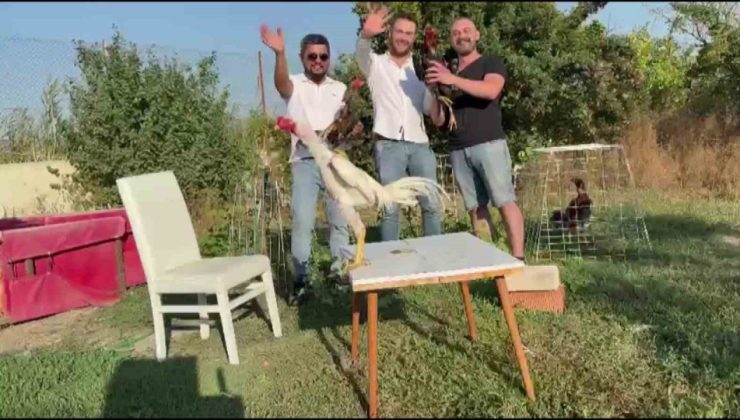 Amasya’da düğünde damada 250 bin TL değerinde Hint horozu hediye edildi